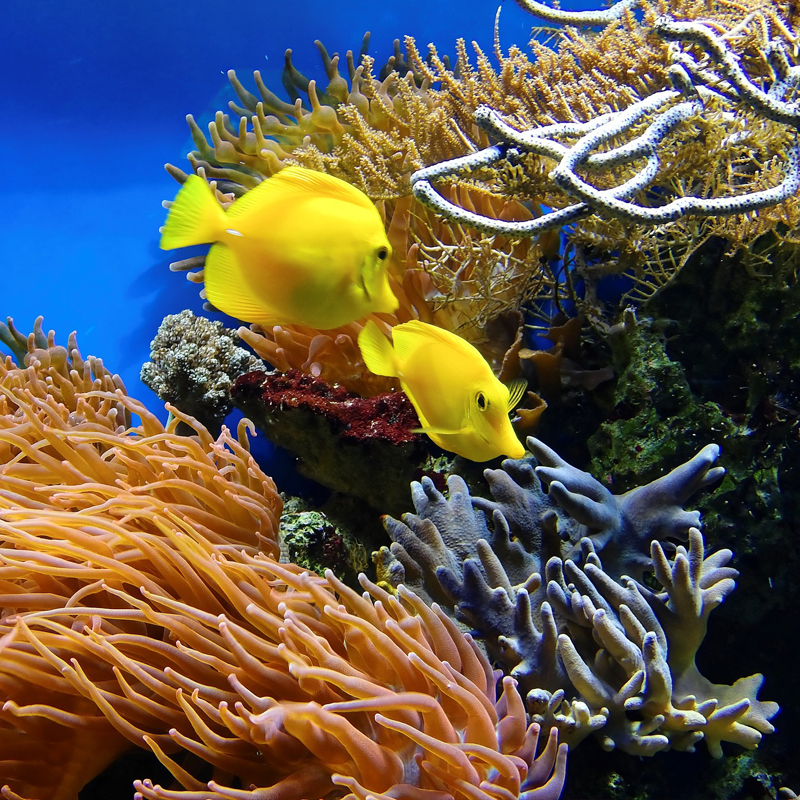 水產(chǎn)養(yǎng)殖必須良種先行